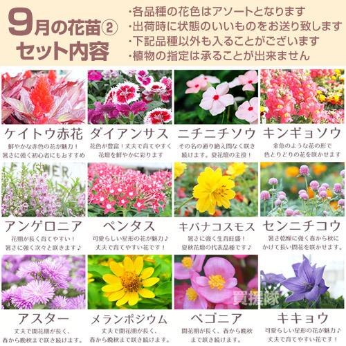 季節の花苗 おまかせセット 9ポット 1187 hananae-32 : 買援隊ヤフー店