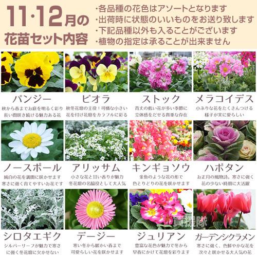 nalu様 8苗 大量苗セット 季節の花苗 おまかせセット 9ポット 1187 hananae-32 : 買援隊