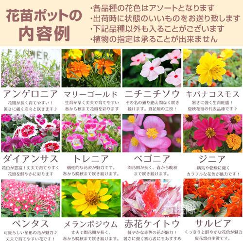 P5倍）（クーポンで1000円OFF）季節の花苗 おまかせセット 9ポット