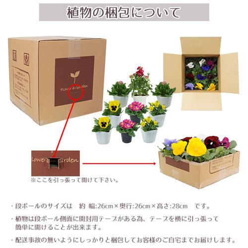 nalu様 8苗 大量苗セット nalu様 8苗 大量苗セット 花 苗 セット 季節の花苗 見計らい