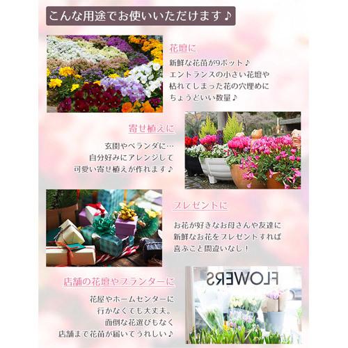 nalu様 8苗 大量苗セット 季節の花苗 おまかせセット 9ポット 1187 hananae-32 : 買援隊