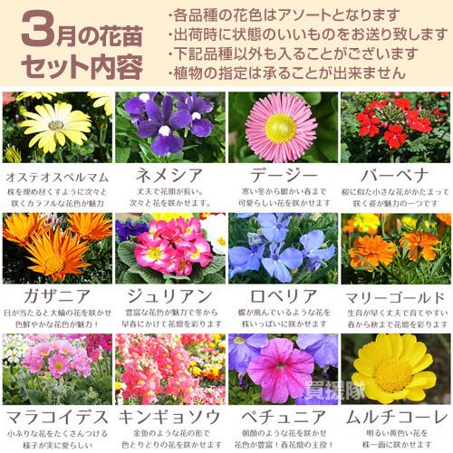nalu様 8苗 大量苗セット nalu様 8苗 大量苗セット 花 苗 セット 季節の花苗 見計らい