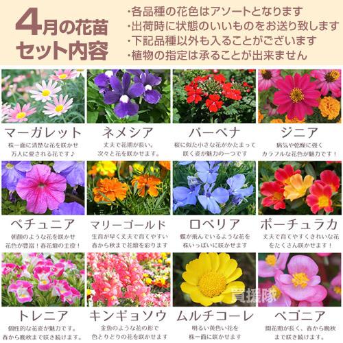 季節の花苗 おまかせセット 9ポット 1187 hananae-32 : 買援隊ヤフー店