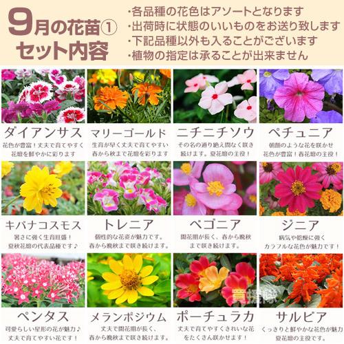 季節の花苗 おまかせセット 20ポット 1187 hananae-33 : 買援隊ヤフー 