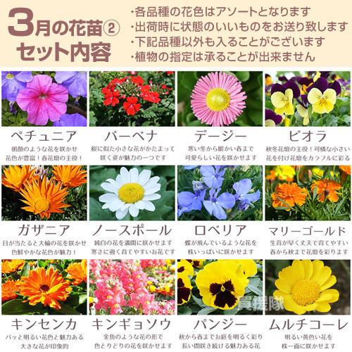 小さな花の幼稚園対策 1-3 セットサクセス 小さな花の幼稚園対策 1-3 セットサクセス 小さな花の幼稚園対策 1-3