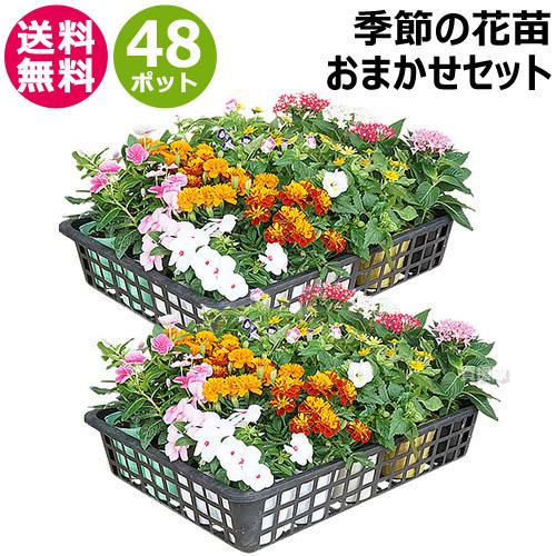 P5倍）季節の花苗 おまかせセット 48ポット 1187 hananae-34 : 買援隊