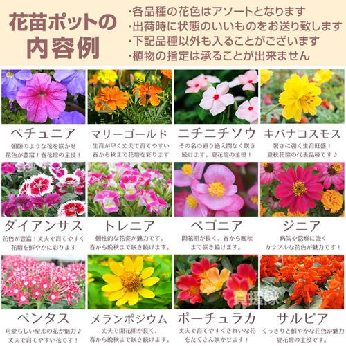 季節の花苗 おまかせセット 48ポット 1187 hananae-34 : 買援隊ヤフー
