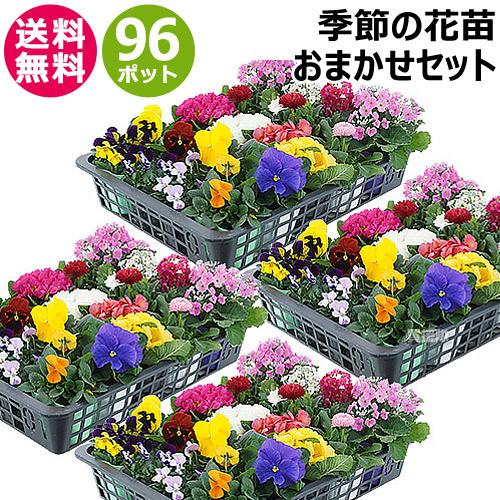 季節の花苗 おまかせセット 96ポット 1187 hananae-35 : 買援隊ヤフー