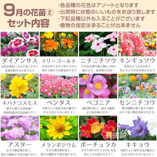 P8倍）季節の花苗 おまかせセット 96ポット 1187 hananae-35 : 買援隊