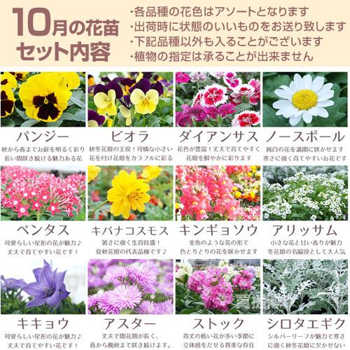季節の花苗 おまかせセット 96ポット 1187 hananae-35 : 買援隊ヤフー