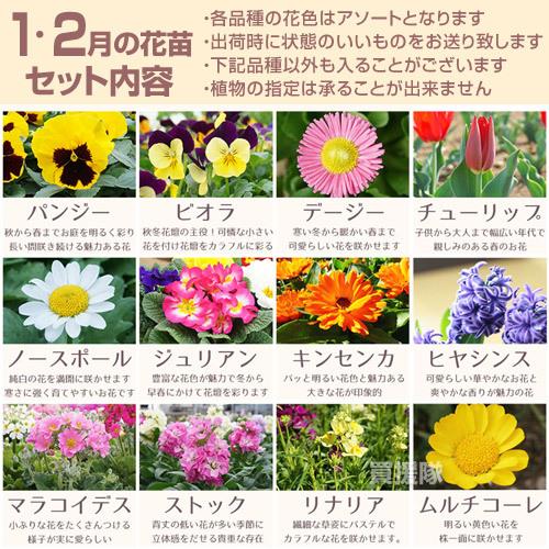 季節の花苗 おまかせセット 96ポット 1187 hananae-35 : 買援隊ヤフー