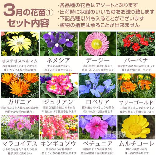 季節の花苗 おまかせセット 96ポット 1187 hananae-35 : 買援隊ヤフー