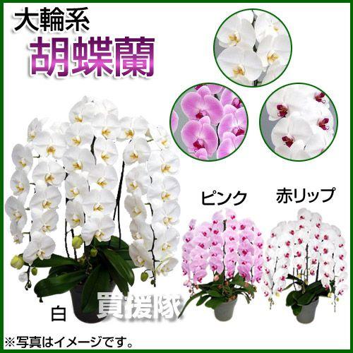 注目の 胡蝶蘭 大輪系 3本立ち Aグレード 7号 白 ピンク 赤リップ 驚きの値段 Www Tiebreak Fr