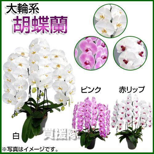 胡蝶蘭 大輪系 3本立ち Bグレード 7号 白、ピンク、赤リップ : 買援隊