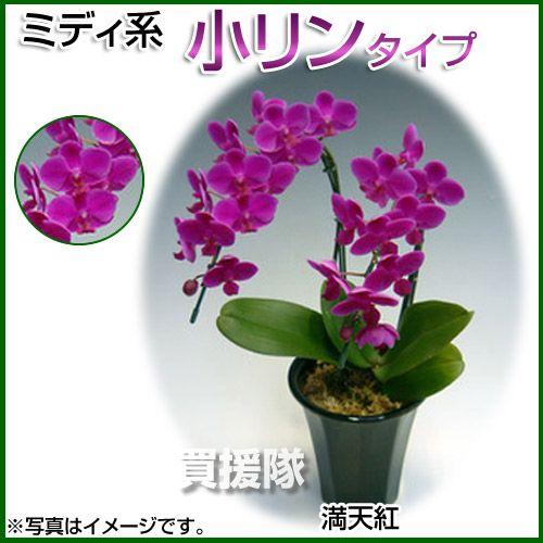 ポイント5倍）胡蝶蘭 ミディ系 小リンタイプ 2本立ち 5号 満天紅 : 買