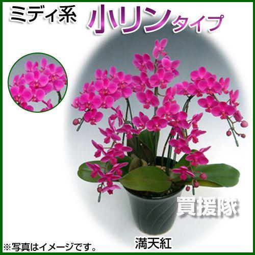 胡蝶蘭 ミディ系 小リンタイプ 5本立ち 7号 満天紅 : 買援隊