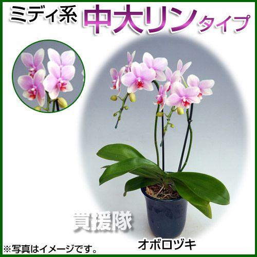 （P5倍）夢見鳥蘭 MIDI系 中大リン系手あい 3本立ち 6号 オボロヅキ 花、ガーデニング-生花