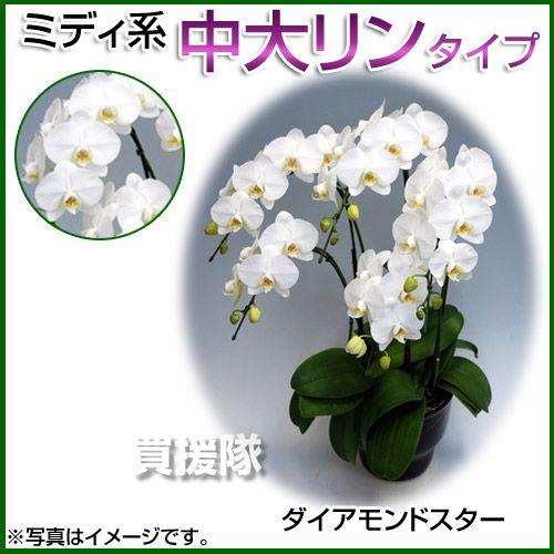 胡蝶蘭ミディ系中大リン系タイプ花束 切花6本立ち生花7号7号ダイアモンドスター買援隊店 通販 世界有名な最新のデザイン 激安セール高評価