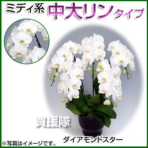 胡蝶蘭 ミディ系 中大リン系タイプ 8本立ち 10号 ダイアモンドスター