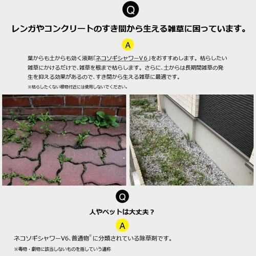 ネコソギ （P5倍）（クーポン5枚で合計7000円OFF）レインボー薬品