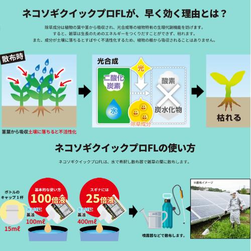 ネコソギ （P5倍）（クーポン5枚で合計7000円OFF）レインボー薬品