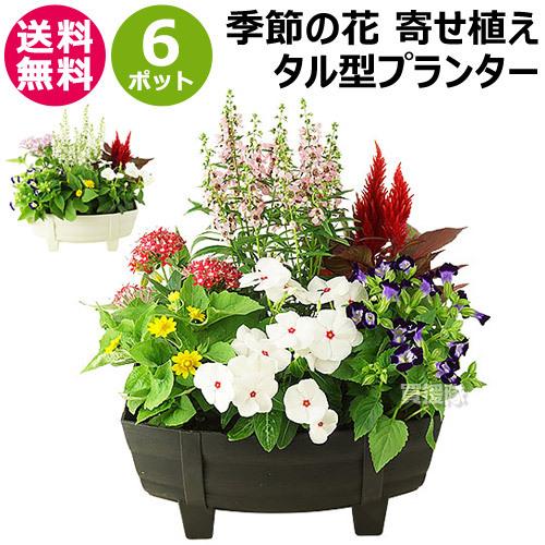 季節の花 寄せ植え タル型 黒 白 花苗6ポット 1187 買援隊 Paypayモール店 通販 Paypayモール