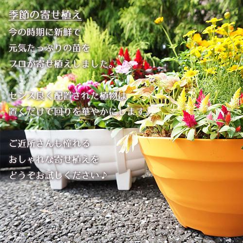季節の花 寄せ植え タル型 黒 白 花苗6ポット 1187 買援隊 Paypayモール店 通販 Paypayモール
