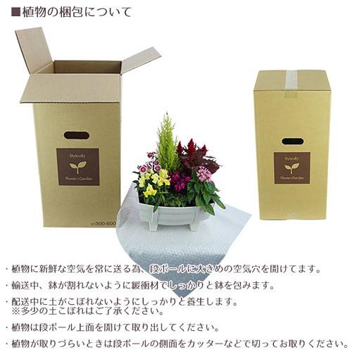 P5倍）（クーポンで1000円OFF）季節の花 寄せ植え タル型 黒 白 花苗6