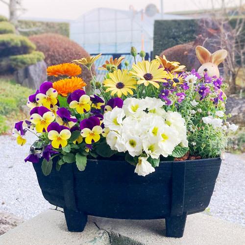 * * *ほっこり冬カラーの寄せ植え あったか！】温かな気持ちになる暖色カラーの冬の寄せ植え