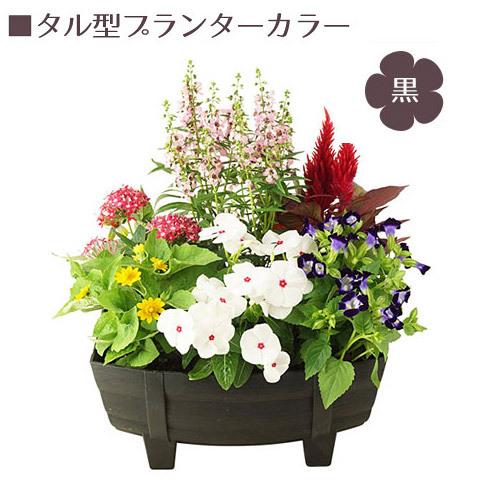寄せ植え2点 葛西市場よりお届け『多肉植物の寄せ植えキット』(大小2つの制作