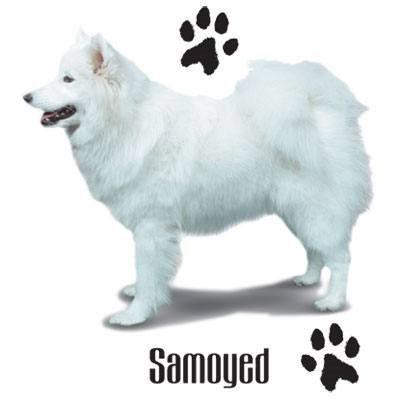 サモエド サミー P サモエドグッズ 傘 65cm 直径110cm レディース メンズ 男女兼用 雨傘 かわいい おしゃれ 梅雨 レイングッズ Uvカット 風に強い 耐風 犬柄 犬と動物 トラストワンポイント 通販 Yahoo ショッピング