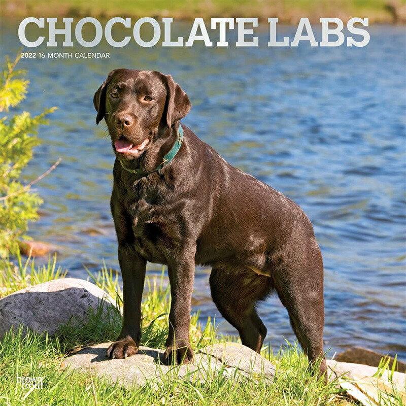 ラブラドールレトリバー チョコレート カレンダー 2022年 令和4年 動物 犬種カレンダー 犬 ドッグ Dog 壁掛け 月めくり 輸入 かわいい 中綴じ 10004446 犬と動物 トラストワンポイント 通販 Yahoo ショッピング