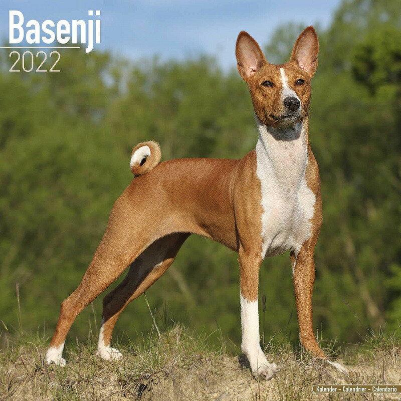 バセンジーカレンダー 22年 令和4年 動物 犬種カレンダー 犬 ドッグ 壁掛け 月めくり 輸入 かわいい 中綴じ Avonside 22a 犬と動物 トラストワンポイント 通販 Yahoo ショッピング