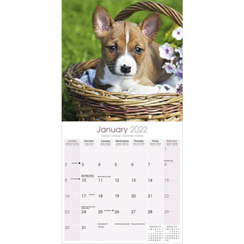 バセンジーカレンダー 22年 令和4年 動物 犬種カレンダー 犬 ドッグ 壁掛け 月めくり 輸入 かわいい 中綴じ Avonside 22a 犬と動物 トラストワンポイント 通販 Yahoo ショッピング