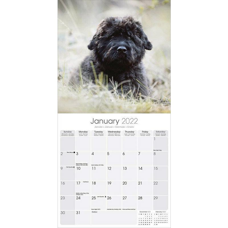 ブービエデフランダースカレンダー 22年 令和4年 動物 犬種カレンダー 犬 ドッグ 壁掛け 月めくり 輸入 かわいい 中綴じ Avonside 22a 犬と動物 トラストワンポイント 通販 Yahoo ショッピング