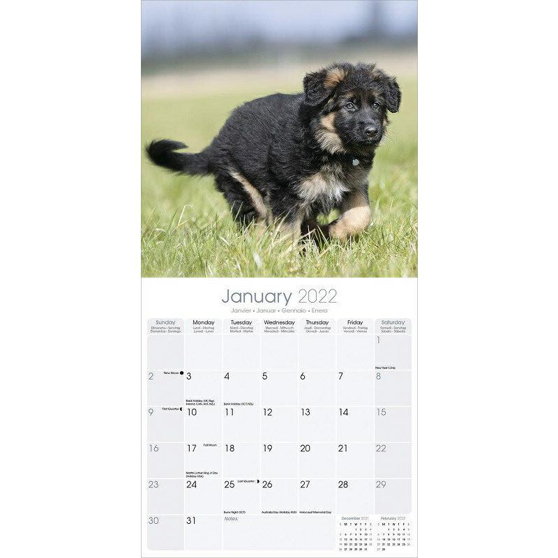 送料無料激安祭 ジャーマンシェパードカレンダー 22年 令和4年 動物 犬種カレンダー 犬 ドッグ かわいい 月めくり 中綴じ 輸入 Avonside 壁掛け