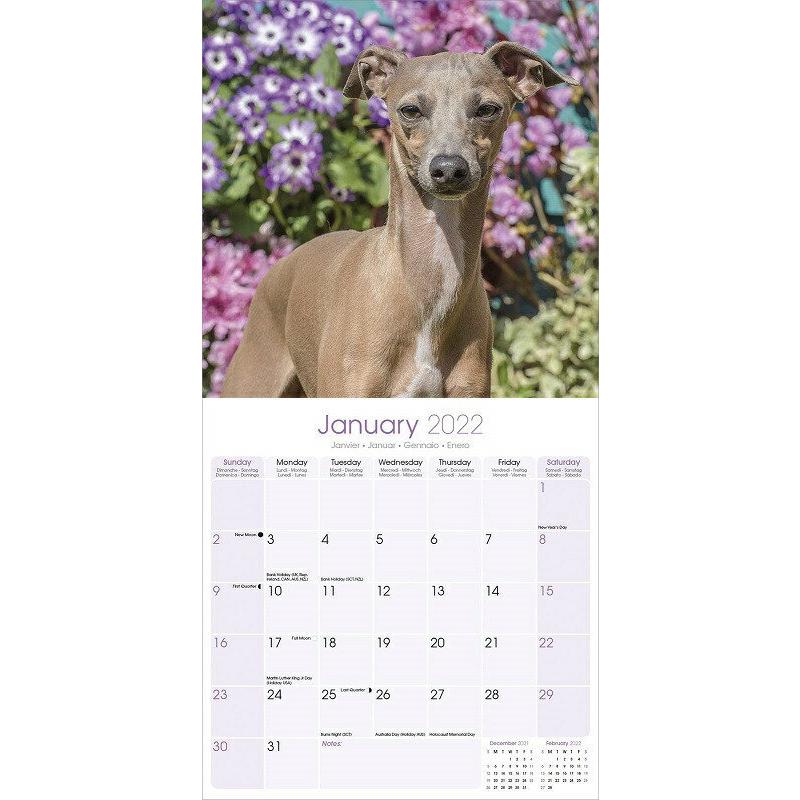 イタリアングレイハウンドイタグレカレンダー 22年 令和4年 動物 犬種カレンダー 犬 ドッグ 壁掛け 月めくり 輸入 かわいい 中綴じ Avonside 22a 犬と動物 トラストワンポイント 通販 Yahoo ショッピング