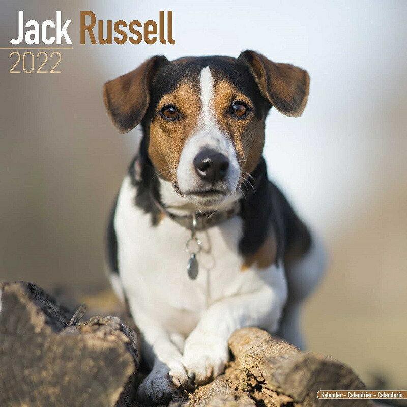 ジャックラッセルテリアカレンダー 22年 令和4年 動物 犬種カレンダー 犬 ドッグ 壁掛け 月めくり 輸入 かわいい 中綴じ Avonside 22a 犬と動物 トラストワンポイント 通販 Yahoo ショッピング