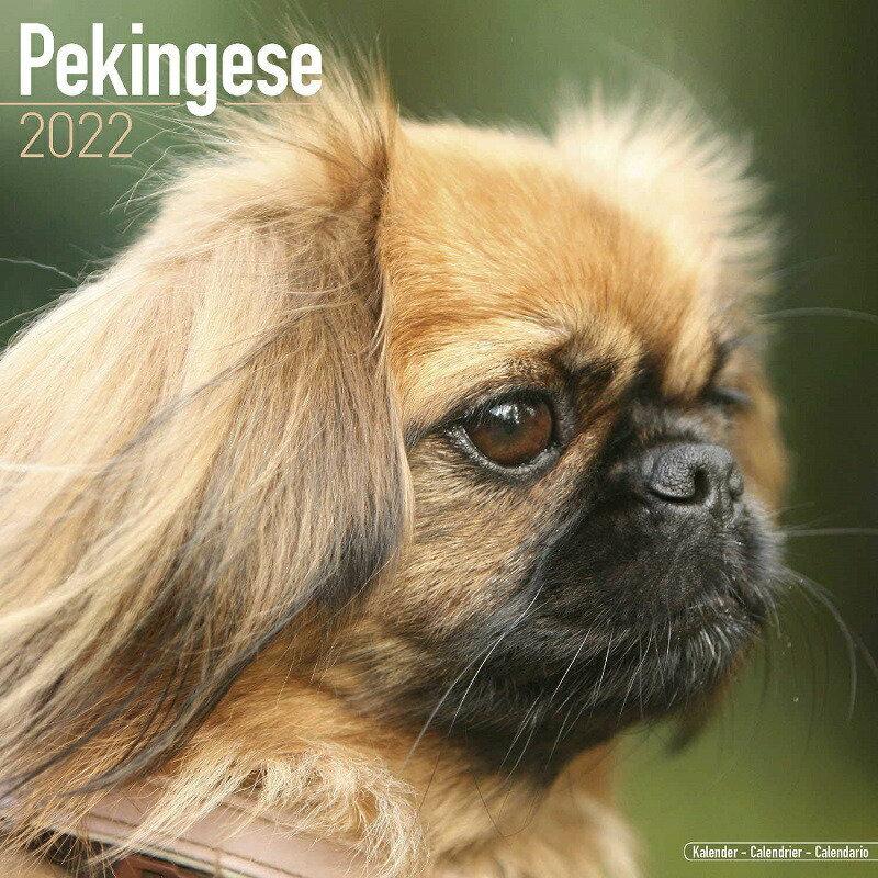 ペキニーズカレンダー 22年 令和4年 動物 犬種カレンダー 犬 ドッグ 壁掛け 月めくり 輸入 かわいい 中綴じ Avonside 22a 犬と動物 トラストワンポイント 通販 Yahoo ショッピング