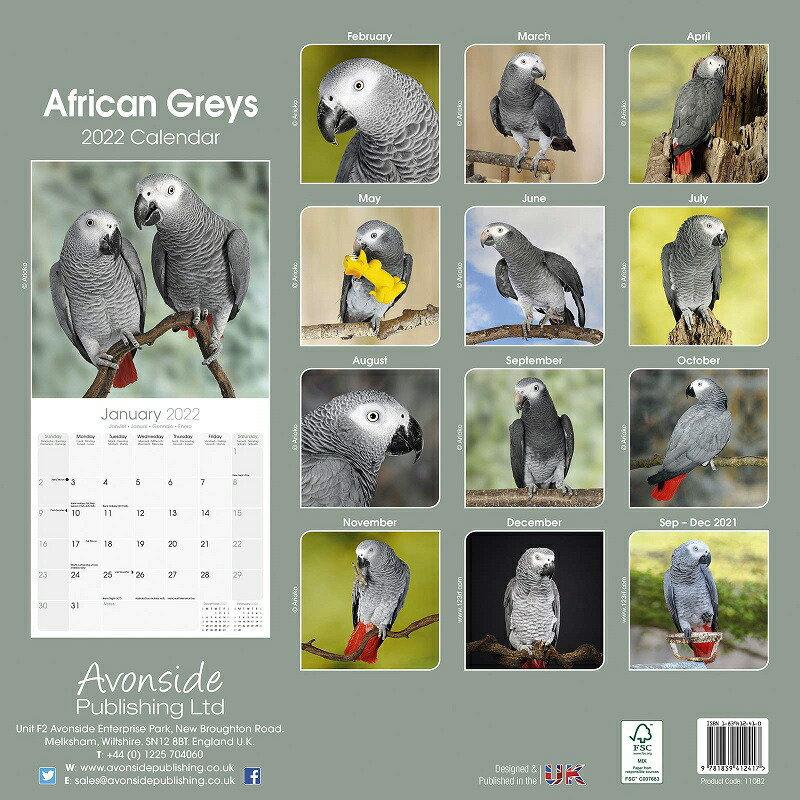 ヨウム アフリカングレイ インコ オウム 鳥類カレンダー 22年 令和4年 動物 壁掛け 月めくり 輸入 かわいい 中綴じ Avonside 22a 犬と動物 トラストワンポイント 通販 Yahoo ショッピング