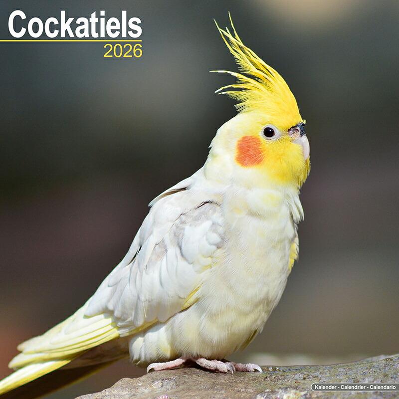 オカメインコ インコ オウム 鳥類カレンダー 22年 令和4年 動物 壁掛け 月めくり 輸入 かわいい 中綴じ Avonside 22a 犬と動物 トラストワンポイント 通販 Yahoo ショッピング