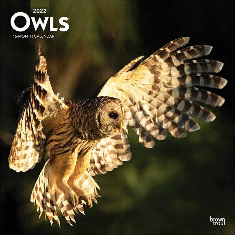 アウル フクロウ 猛禽類 野生動物 カレンダー 22年 令和4年 動物 壁掛け 月めくり 輸入 かわいい 中綴じ 22b 犬と動物 トラストワンポイント 通販 Yahoo ショッピング