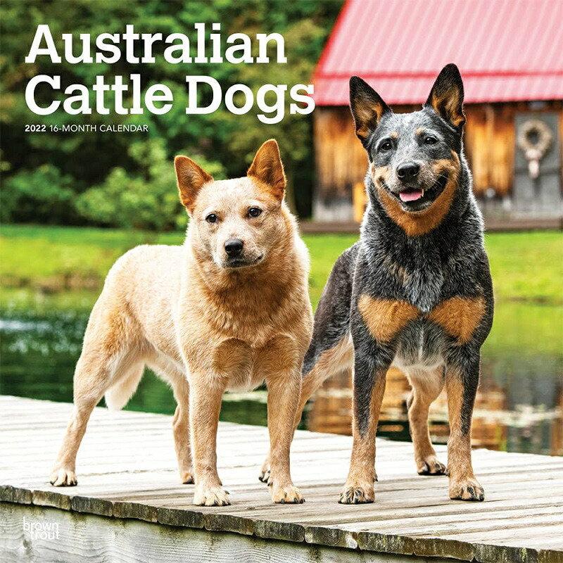 オーストラリアンキャトルドッグ カレンダー 22年 令和4年 動物 犬種カレンダー 犬 ドッグ Dog 壁掛け 月めくり 輸入 かわいい 中綴じ 22b 犬と動物 トラストワンポイント 通販 Yahoo ショッピング