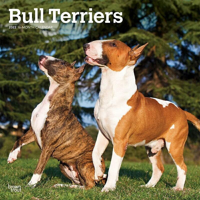 ブルテリア カレンダー 22年 令和4年 動物 犬種カレンダー 犬 ドッグ Dog 壁掛け 月めくり 輸入 かわいい 中綴じ 22b 犬と動物 トラストワンポイント 通販 Yahoo ショッピング