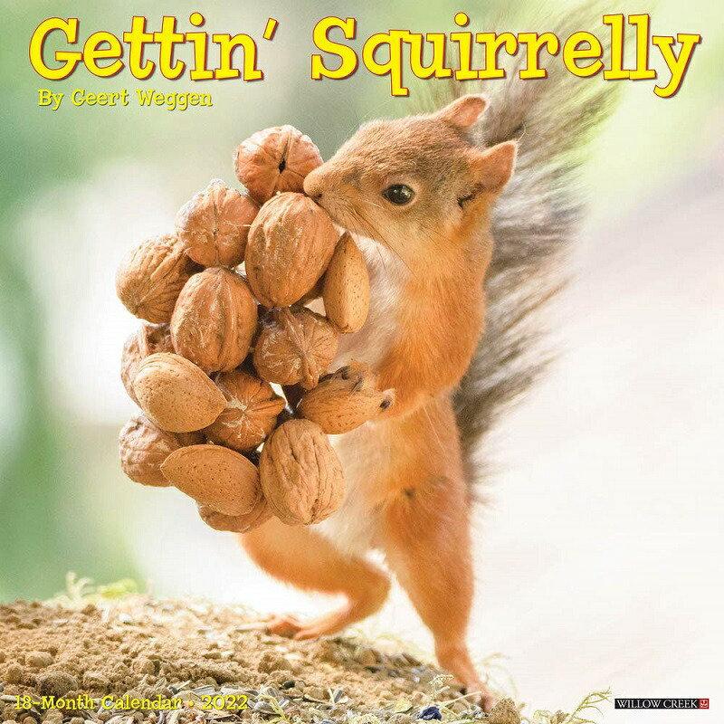 リス 小動物カレンダー 22年 最大78 オフ 令和4年 動物 壁掛け 月めくり Creek 中綴じ かわいい Press Willow 輸入