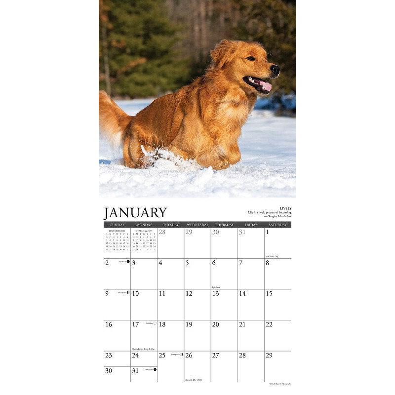 ゴールデンレトリバー レトリーバー ゴールデン ルールカレンダー 22年 令和4年 動物 犬種カレンダー かわいい 中綴じ 返品不可 月めくり 犬 壁掛け Dog ドッグ 輸入