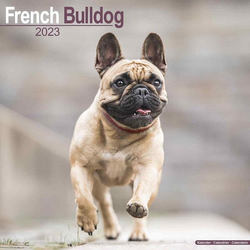 フレンチブルドッグ レギュラーサイズ 壁掛け カレンダー 23年 令和5年 暦 動物 ペットカレンダー 犬種別カレンダー 犬 ドッグ 23a 犬と動物 トラストワンポイント 通販 Yahoo ショッピング