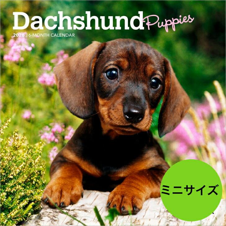 送料無料 ダックスフンド パピー ミニサイズ 壁掛け カレンダー 23年 令和5年 暦 犬 いぬ ドッグ Dog Dog 動物 ペット 月めくり 犬種カレンダー 23b419 犬と動物 トラストワンポイント 通販 Yahoo ショッピング