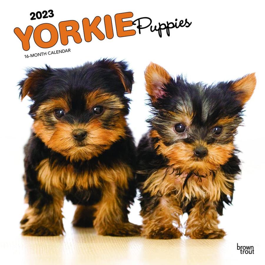 ヨークシャーテリア パピー ヨーキー レギュラーサイズ 壁掛け カレンダー 23年 令和5年 暦 犬 いぬ ドッグ 動物 ペット 月めくり 犬種カレンダー 23b 犬と動物 トラストワンポイント 通販 Yahoo ショッピング