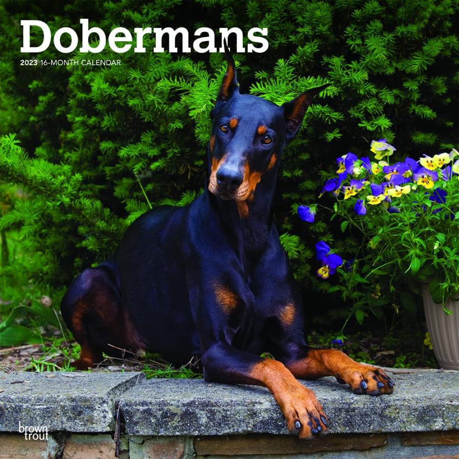 ドーベルマン レギュラーサイズ 壁掛け カレンダー 23年 令和5年 暦 犬 いぬ ドッグ Dog Dog 動物 ペット 月めくり 犬種カレンダー 23b 犬と動物 トラストワンポイント 通販 Yahoo ショッピング